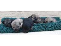 cane toccatore puppies